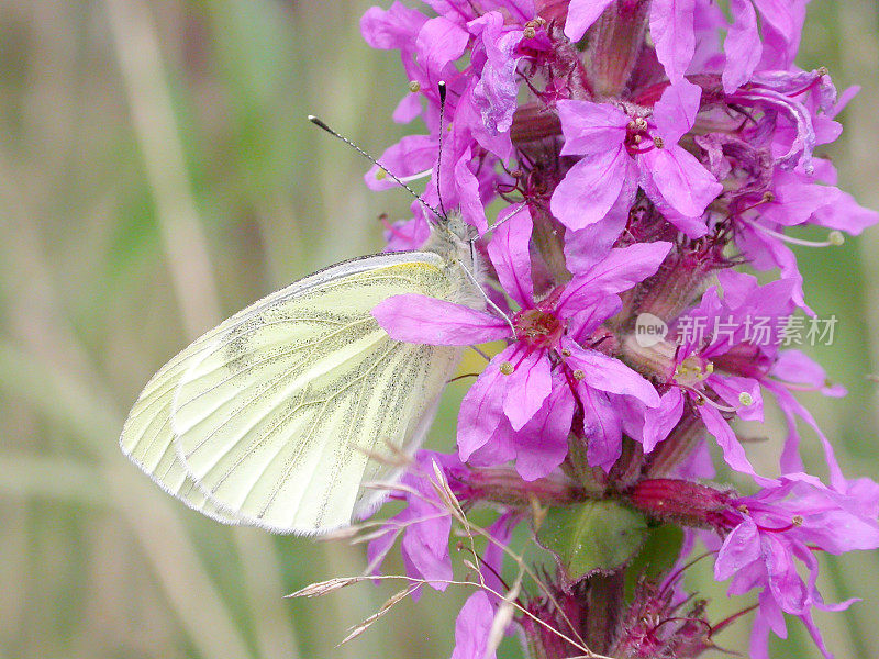 绿脉白蝶(Pieris napi)